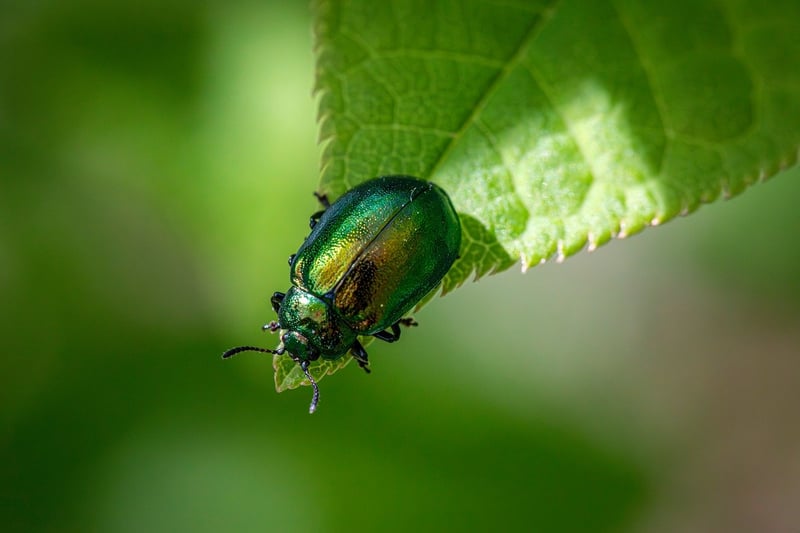Identifying Common Pests