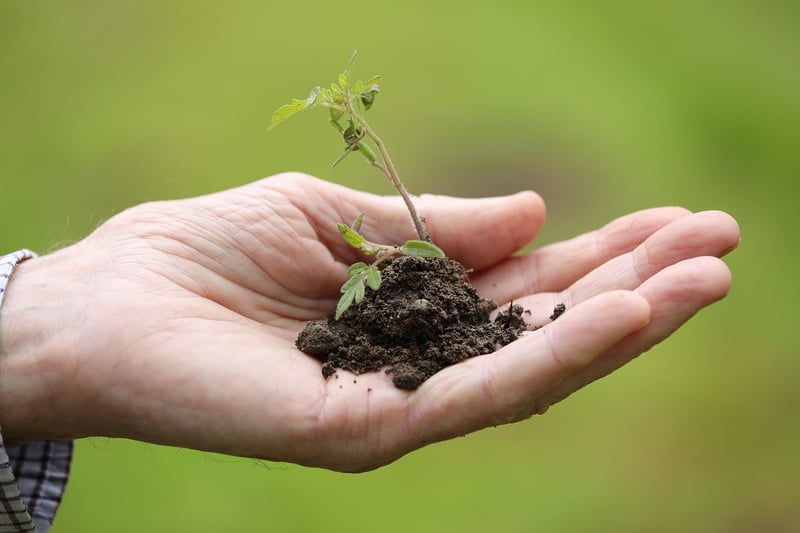Transplanting Seedlings