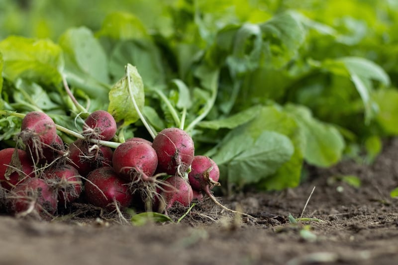 Healthy Plants