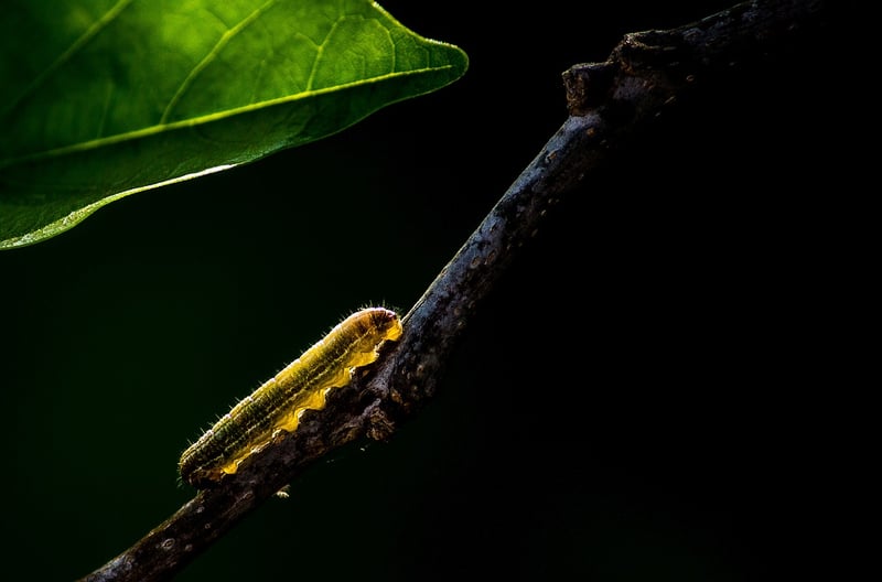 Caterpillars