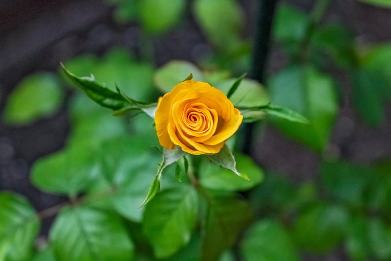 Grouping plants by sunlight needs